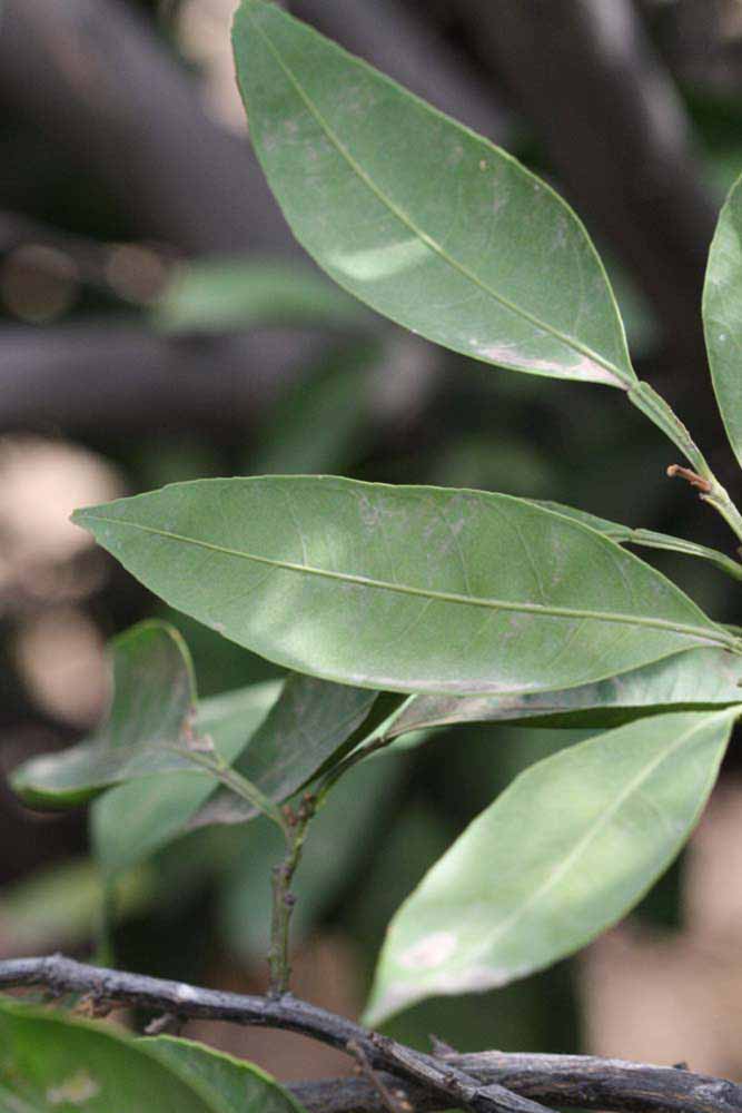              Shade leaves (Riverside, CA)       